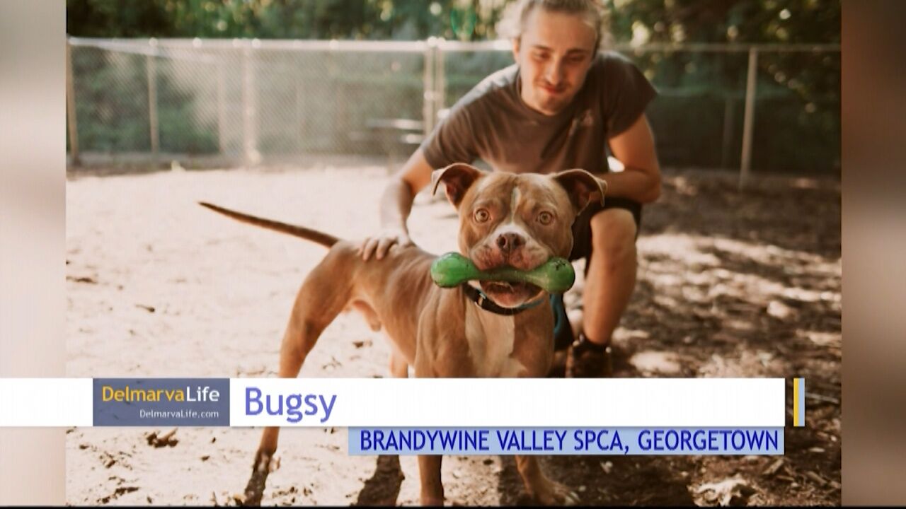 Pet Connect - September 23, 2022